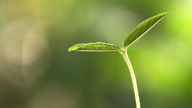 小清新 舒缓压力 绿色 芽