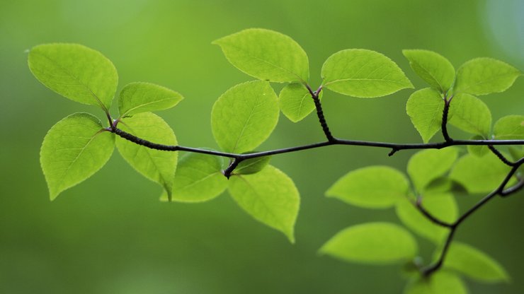 小清新 护眼壁纸 绿色 叶 植物