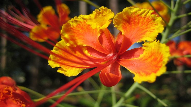 小清新 静物写真 花卉