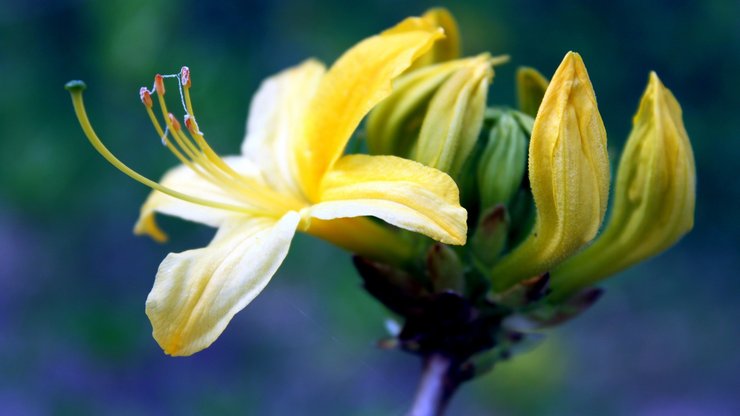 小清新 静物写真 静物 植物 花卉