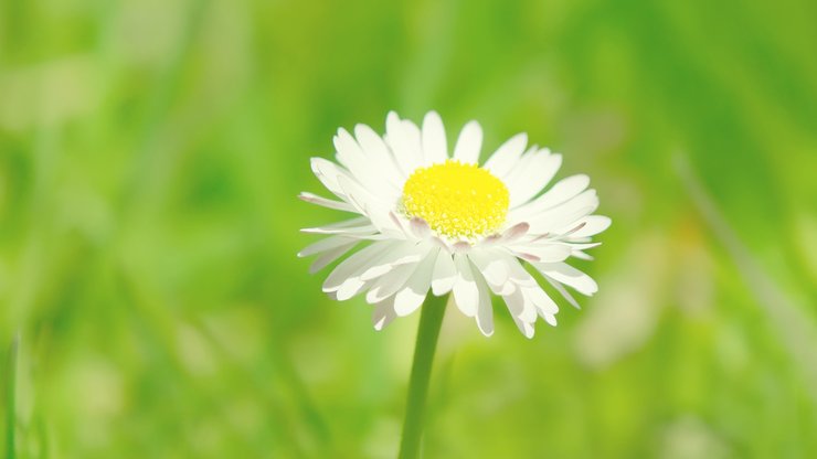 小清新 植物 花卉 鸟语花香