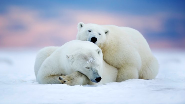 萌宠 极地动物 北极熊 可爱