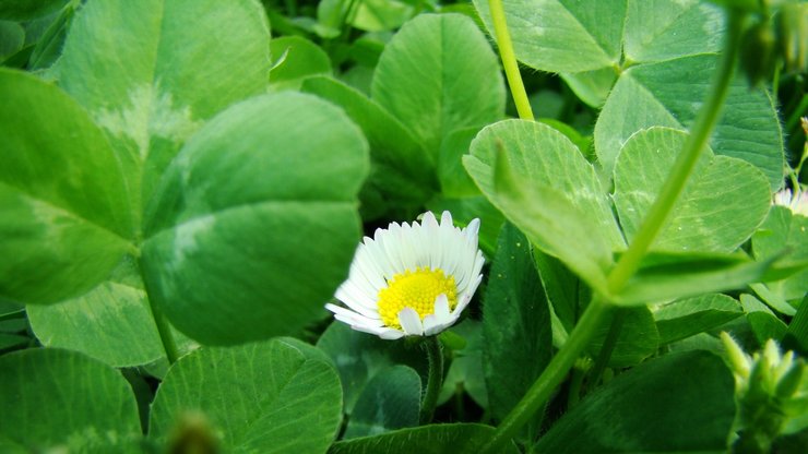 小清新 舒缓压力 花卉 绿色