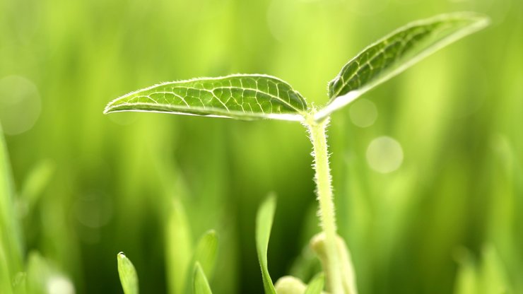 小清新 护眼壁纸 绿色 叶 植物