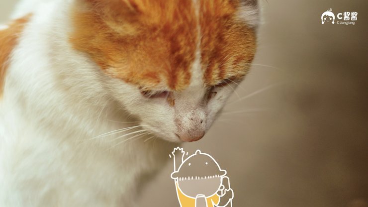 安卓手机萌宠 猫 喵星人 C酱酱高清壁纸