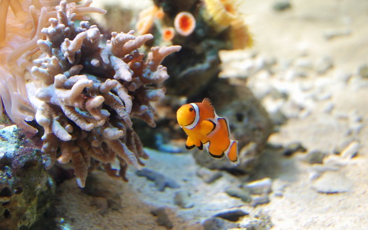 安卓手机动物 海底世界 海洋生物高清壁纸