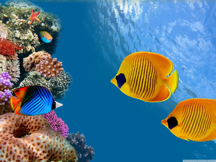 安卓手机动物 海底世界 海洋生物高清壁纸