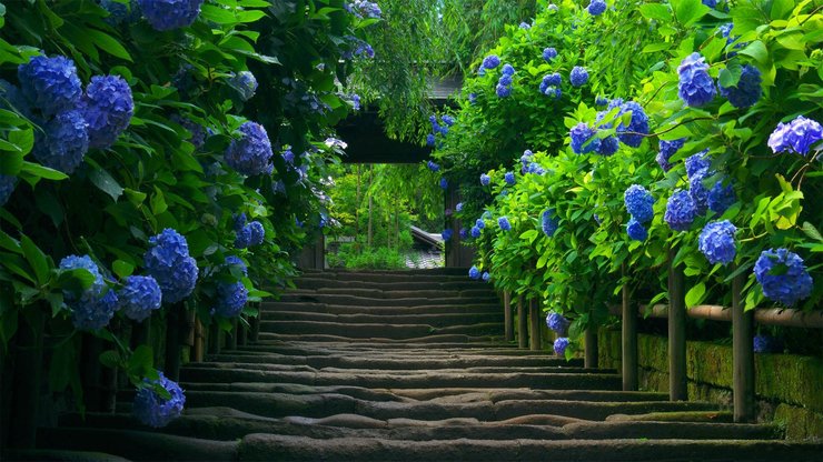 安卓手机风景 花朵 小路高清壁纸