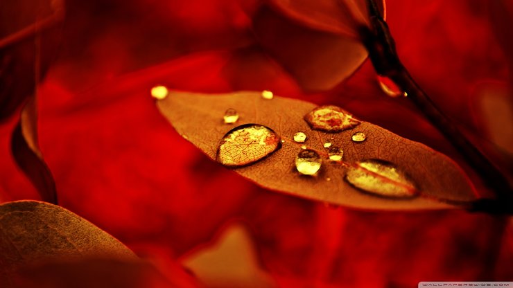 安卓植物 树叶 红叶 露珠 摄影 秋天手机壁纸