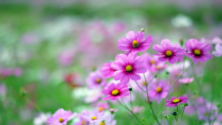 安卓手机植物 花朵 秋英 摄影 微距高清壁纸