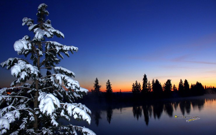 安卓手机风景 雪景 树林高清壁纸