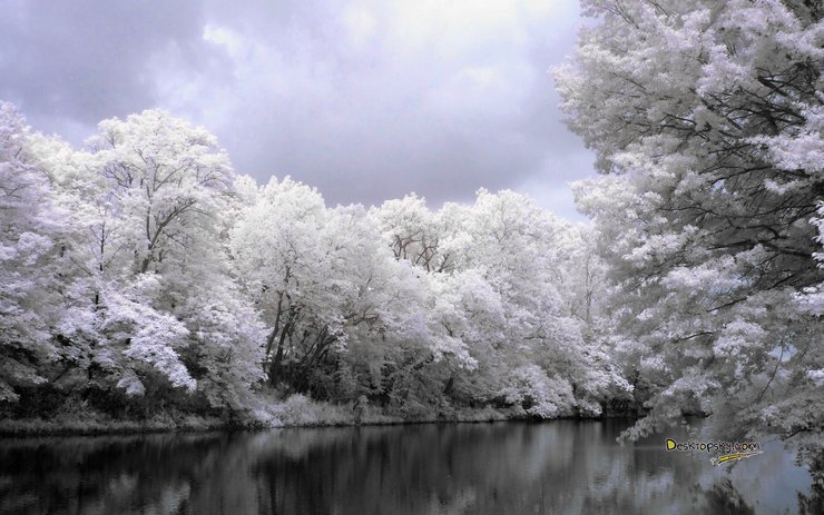 安卓手机风景 雪景 河流 树林高清壁纸