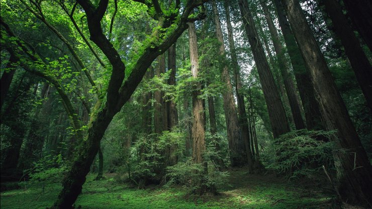 安卓手机风景 自然 树林高清壁纸