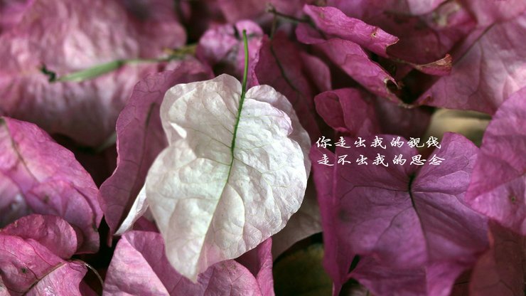 安卓手机爱情美图 爱情箴言高清壁纸