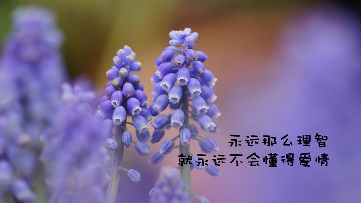 安卓手机爱情 文案 花朵 风信子高清壁纸