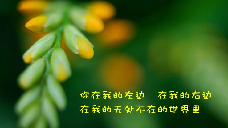 安卓手机爱情 文案高清壁纸