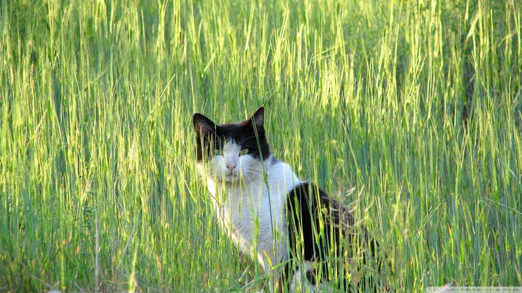 安卓手机萌宠 猫 喵星人 可爱 卖萌图 古灵精怪高清壁纸