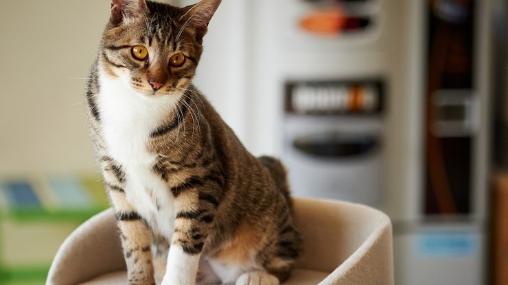 安卓手机萌宠 喵星人 猫咪 猫高清壁纸