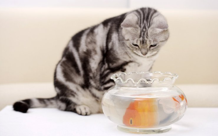安卓手机宠物 猫 喵星人 美国短毛猫高清壁纸