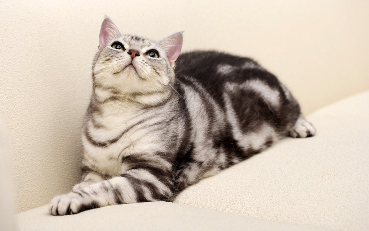 安卓手机宠物 猫 喵星人 美国短毛猫高清壁纸