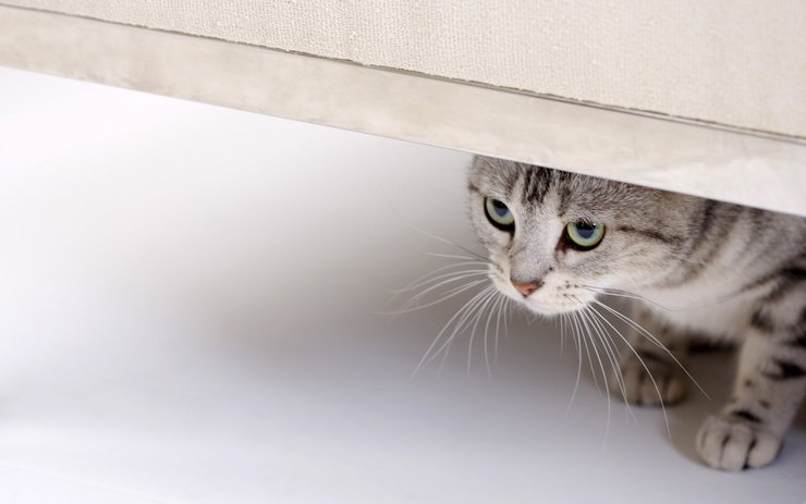 安卓手机宠物 猫 喵星人 美国短毛猫高清壁纸