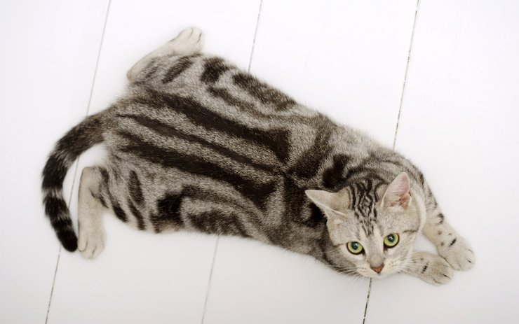 安卓手机宠物 猫 喵星人 美国短毛猫高清壁纸