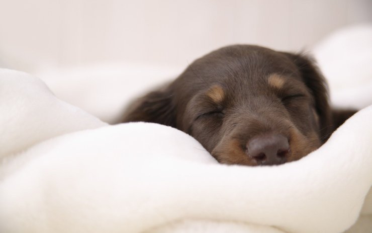 安卓手机宠物 狗 汪星人 腊肠犬高清壁纸