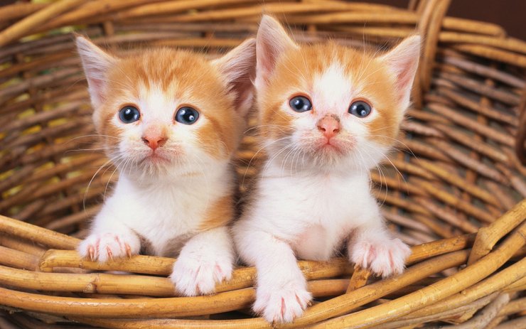 安卓手机宠物 猫 喵星人高清壁纸