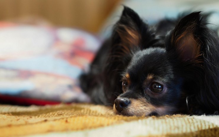 安卓手机宠物 狗 汪星人 吉娃娃犬高清壁纸