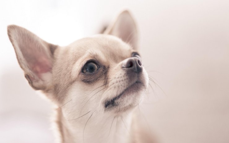 安卓手机宠物 狗 汪星人 吉娃娃犬高清壁纸
