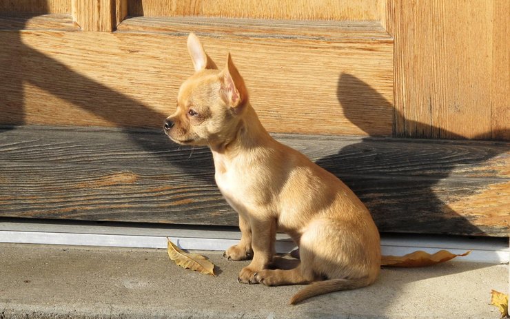安卓手机宠物 狗 汪星人 吉娃娃犬高清壁纸