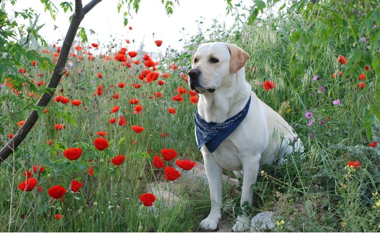安卓手机宠物 狗 汪星人 拉不拉多犬高清壁纸