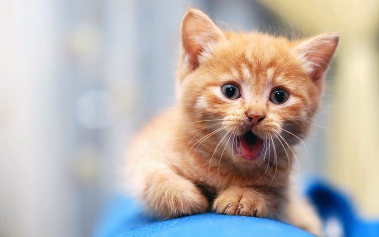 安卓手机宠物 猫 喵星人高清壁纸