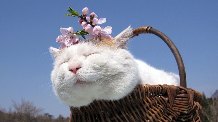 安卓手机宠物 猫 喵星人高清壁纸
