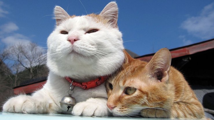 安卓手机宠物 猫 喵星人高清壁纸