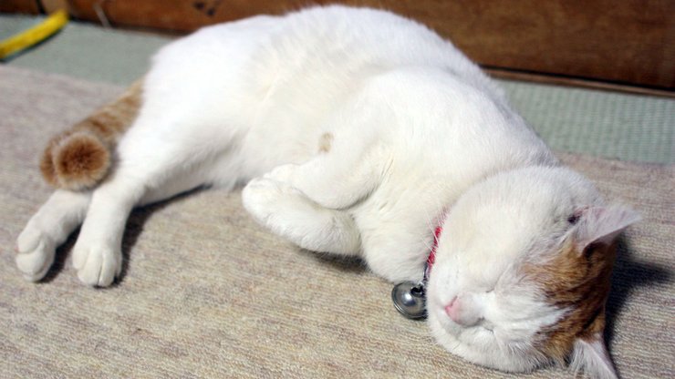 安卓手机宠物 猫 喵星人高清壁纸