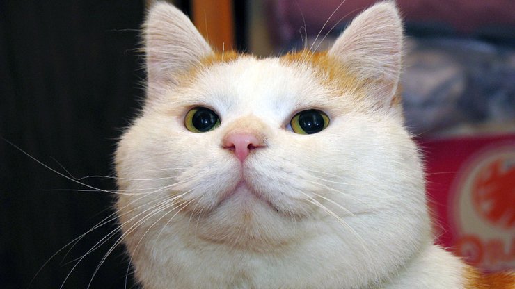 安卓手机宠物 猫 喵星人高清壁纸