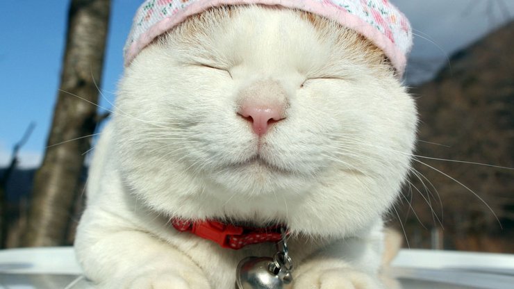 安卓手机宠物 猫 喵星人高清壁纸