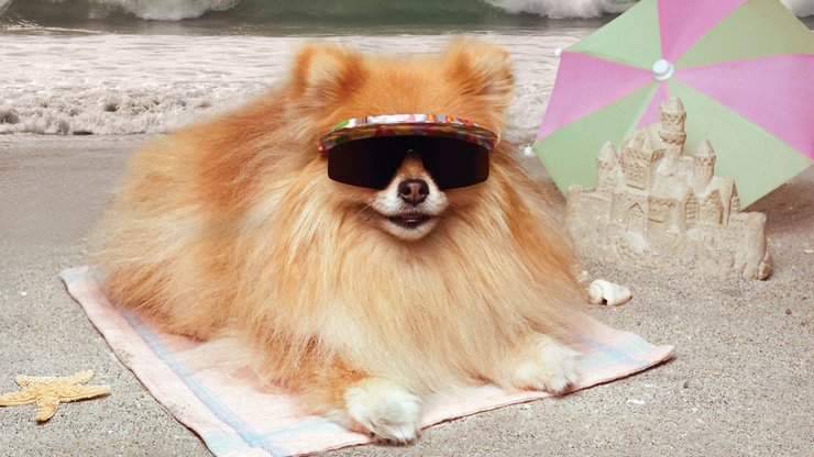 安卓手机宠物 狗 汪星人 博美犬高清壁纸