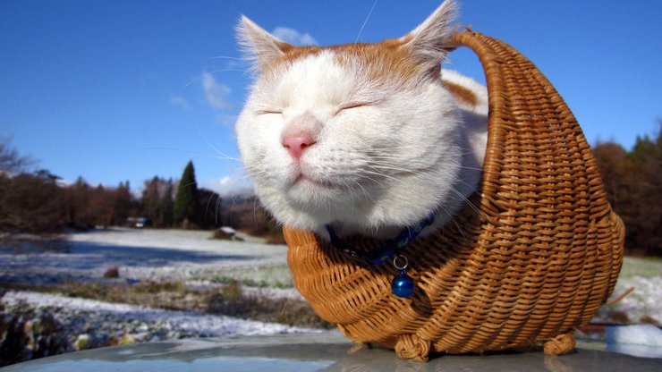 安卓手机宠物 猫 喵星人高清壁纸