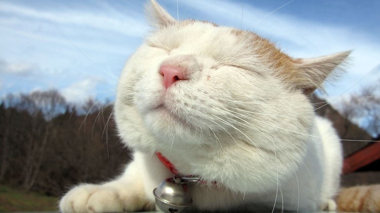 安卓手机宠物 猫 喵星人高清壁纸