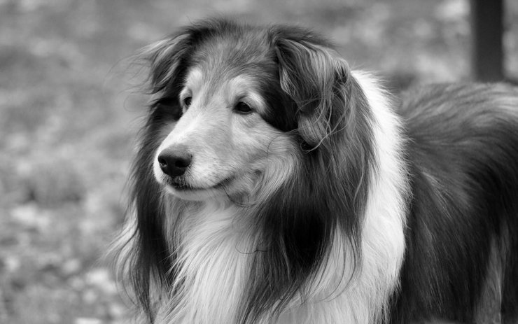 安卓手机宠物 狗 汪星人 苏格兰牧羊犬 苏牧高清壁纸