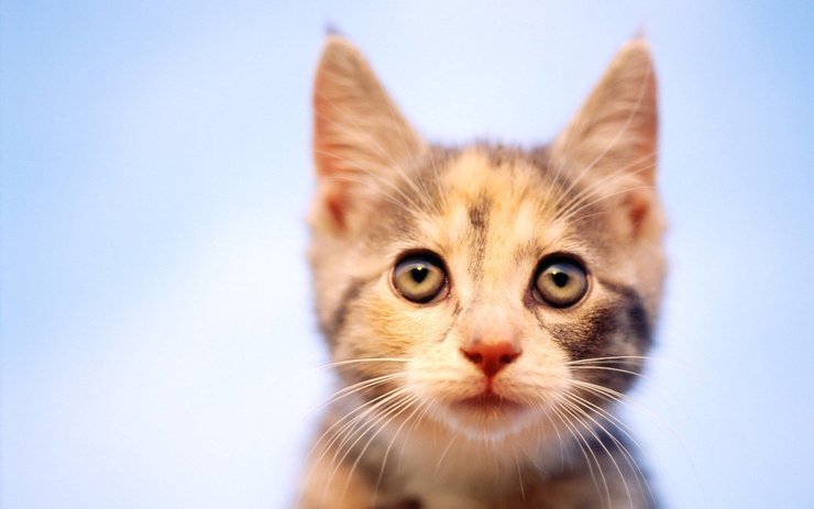 安卓手机宠物 猫 喵星人高清壁纸