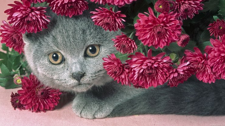安卓手机宠物 猫 喵星人高清壁纸