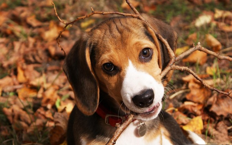 安卓手机宠物 狗 汪星人 比格猎犬高清壁纸