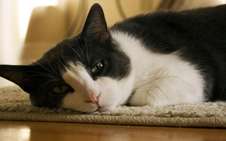 安卓手机宠物 猫 喵星人高清壁纸