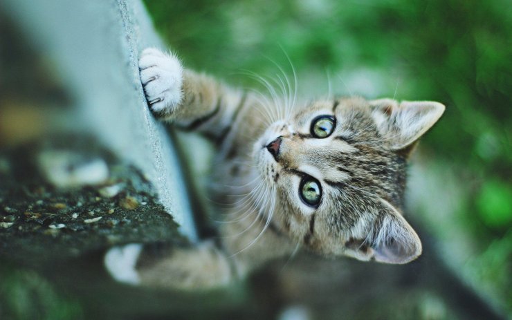 安卓手机宠物 猫 喵星人高清壁纸