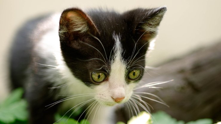 安卓手机宠物 猫 喵星人高清壁纸
