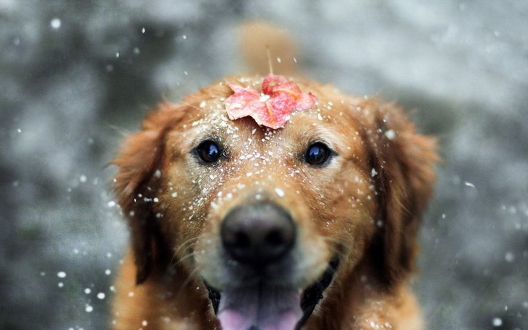 安卓手机宠物 狗 汪星人 金毛犬高清壁纸