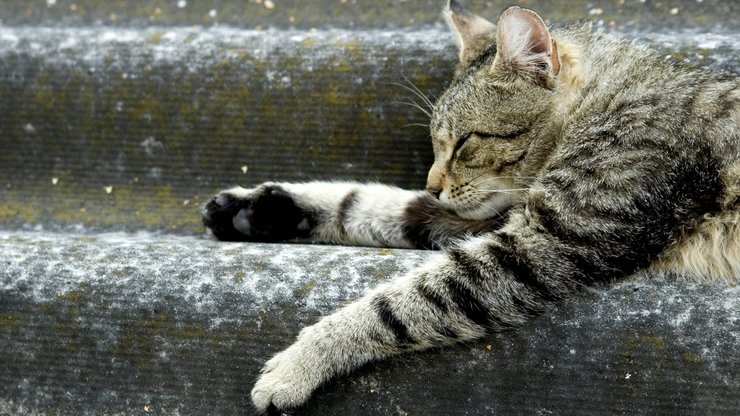 安卓手机宠物 猫 喵星人高清壁纸